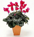 Cyclamen Persicum